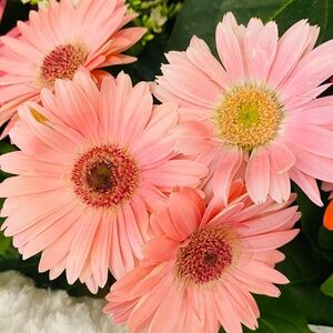 Meet your Posher, Lizhu